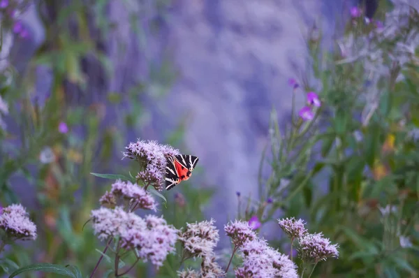 Kolorowy Motyl Wysysa Nektar Fioletowych Kwiatów Kanionie Bozouls Aka Trou — Zdjęcie stockowe