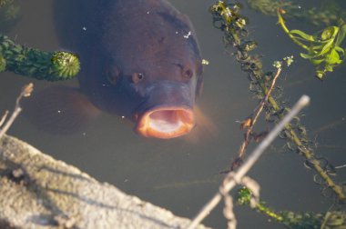 Fransa 'da, Paris' teki Botanik Bahçesi Jardin des Plantes 'teki bir gölün çamurlu sularında büyük, kahverengi bir balık ortaya çıkar.