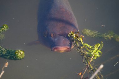 Fransa 'da, Paris' teki Botanik Bahçesi Jardin des Plantes 'teki bir gölün çamurlu sularında büyük, kahverengi bir balık ortaya çıkar.