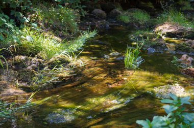 Fransa 'nın güneyindeki Lot Vadisi' ndeki Bozul Kanyonu 'nda bir dağ deresi akar; akıntı tarafından ileri itilen su bitkilerinin tonları kahverengi ve yeşildir.