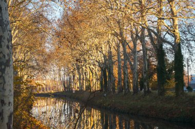 Toulouse, Fransa - 21 Aralık 2023 - Saouzelong-Rangueil 'in sessiz ve yeşil mahallesinde, yaprakları dökülen uçak ağaçları, deniz kenarına dikildi.