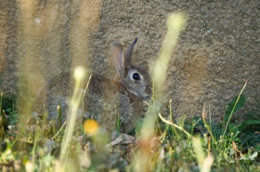 Aveyron, Fransa - 16 Temmuz 2024 - Fransa 'nın güneyinde Lvzou kırsalındaki bir bahçede çimenlerde saklanan gri bir Avrupa tavşanı