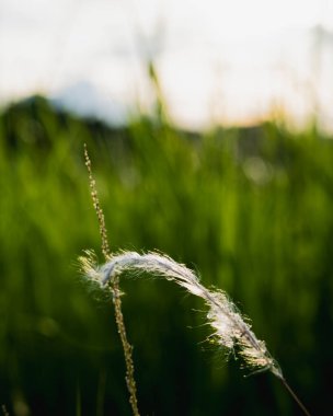 Cogon otu (Imperata silindiri), tropikal ve subtropikal bölgelerdeki tarlalarda ve yol kenarlarında yaygın bir görüntüdür..