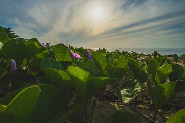 Ipomoea pes-Caprae tropikal kumsalın kumlu sahillerinde bulunabilir..