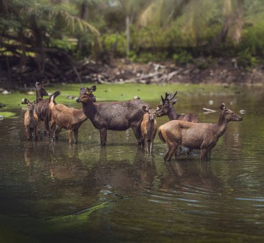 this group of Sambar deer cooling down their body in the water. clipart