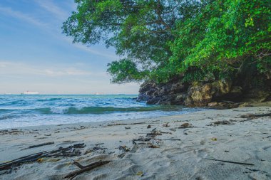 Çarpıcı dalgaları ve yemyeşil ağaçları olan dramatik bir kayalık kıyı şeridi..