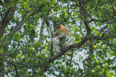 Bu erkek horoz maymunu öğleden sonra mangrov yaprağını yiyor..
