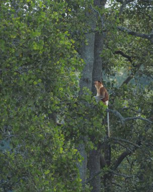 Yalnız bir hortum maymunu yemyeşil yapraklarla kusursuz bir şekilde harmanlanmış kırmızı-kahverengi kürkü ile gür bir mangrov ormanının bir dalına tünemiş..