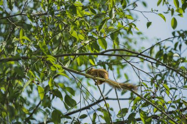 Bir sincap ağaç dalına tünemiş, çalısı kuyruğu atlamaya hazırlanırken şakacı bir şekilde sallanıyor. Sincap yemyeşil yapraklar ve açık mavi gökyüzü ile çevrilidir.,.