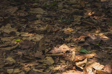 Düşen yapraklardan oluşan bir halıyla kaplı bir orman zemininin yakın çekimi. Yapraklar çürümenin çeşitli aşamalarında, kahverengiler, sarılar ve yeşilliklerden oluşan zengin bir duvar halısı oluşturuyor..