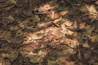 Düşen yapraklarla kaplı bir orman zemininin yakın plan fotoğrafı. Güneş ışığı gölgelerin arasından doğar, aşağıdaki renkli yapraklara dramatik gölgeler bırakır..