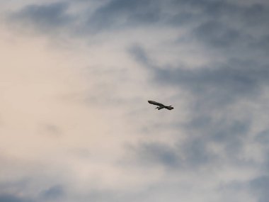 Balıkçıl bulutlu gökyüzünde yüksekten uçuyor, kuş bulutlara karşı siluet halinde..