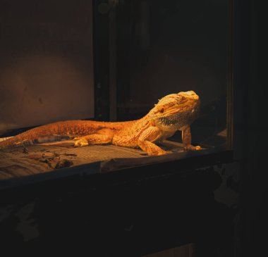 Teraryumdaki bir lambanın altında güneşlenen sakallı bir ejderhanın yakın plan fotoğrafı. Sakallı ejderhanın parlak turuncu bir rengi var ve desenli bir yüzeye yerleştirilmiş..