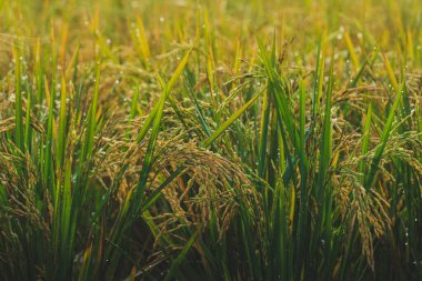 Olgunlaşan tahıllarla dolu bir pirinç tarlasının güzel bir görüntüsü, yaklaşan hasat mevsiminin habercisi. Yemyeşil yapraklar ve altın tanecikler çarpıcı bir görsel kontrastlık yaratır..