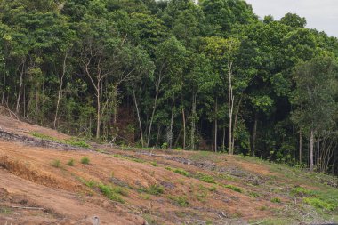 Ormanların yok oluşunun net bir görüntüsü, arka planda kalan yemyeşil ormanlarla zıt düşen açık bir yamaçla çevrili..