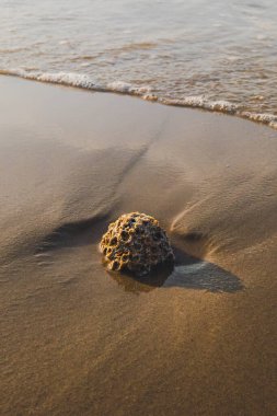 Yumuşak dalgaların kıyıya vurduğu pürüzsüz, kumlu bir sahilde dokulu bir mercan parçası oturuyor. Sıcak ışık gölgeler yaratır ve mercanların detaylarını vurgular..