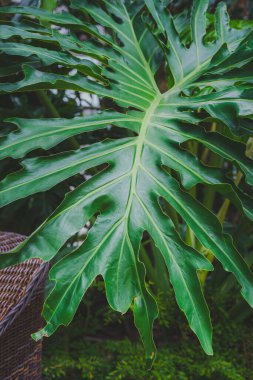 Geniş, derin çizgili yeşil bir yaprağın detaylı bir yakın çekimi, muhtemelen tropikal bir bahçede bulunan bir Philodendron ya da Xanadu türü.