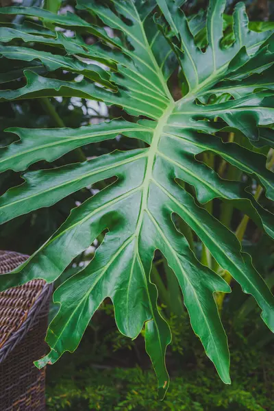 Geniş, derin çizgili yeşil bir yaprağın detaylı bir yakın çekimi, muhtemelen tropikal bir bahçede bulunan bir Philodendron ya da Xanadu türü.