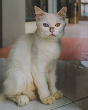 Heterokromisi olan beyaz bir kedinin yakın plan portresi. Bir gözü mavi, bir gözü sarı..