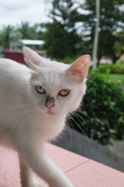 Heterokromisi olan çarpıcı beyaz bir kedinin yakın plan portresi. Bir gözü mavi, bir gözü sarı..