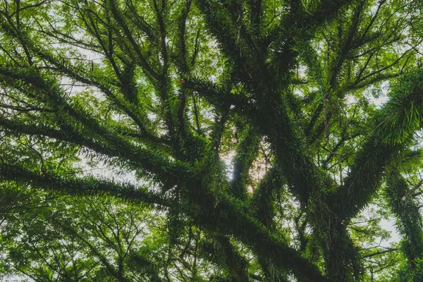 Olgun bir ağacın yeşil örtüsü yosun ya da epifit ile kaplı, tipik nemli tropikal iklim. Doğu Kalimantan, Balikpapan 'da..