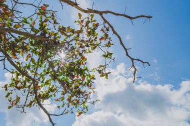 Yeşil ve kırmızımsı yapraklarla ağaçların arasından yukarıya bakan bir manzara, dağınık beyaz bulutlarla mavi gökyüzüne bakan güneş..