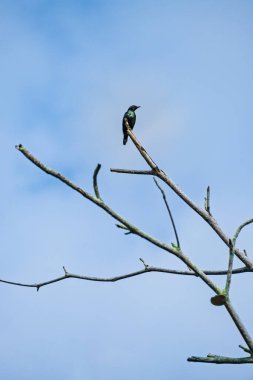 Asyalı bir Starlingthe bilim adı Aplonis Panayensis. Endonezya, Balikpapan 'da açık mavi bir gökyüzüne karşı çıplak bir ağaç dalına tünemiş..