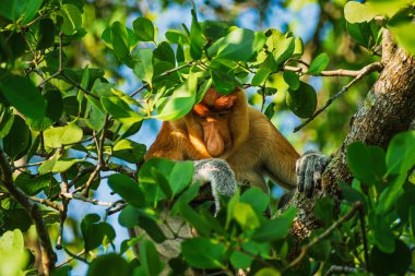Nesli tükenmekte olan bir Proboscis Maymunu (Nasalis larvatus), doğal Borneo habitatında gölgelikten süzülen yeşil yapraklar, kendine özgü yüzü ve büyük burnu ile kısmen gizlidir..