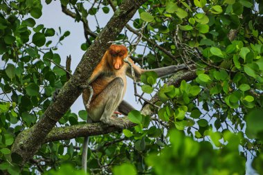 Büyük burnu ve kırmızı kahverengi kürküyle kendine özgü erkek Proboscis Maymunu (Nasalis larvatus), canlı yeşil yaprakların arasında, kalın bir ağaç dalında dinlenirken görülür..