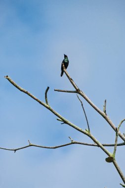 Bilimsel adı Aplonis Panayensis. Endonezya, Balikpapan 'da açık mavi bir gökyüzüne karşı çıplak bir ağaç dalına tünemiş..