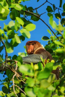 Nesli tükenmekte olan bir Proboscis Maymunu (Nasalis larvatus), sosyal medya için dikey olarak çekilmiş Borneo 'da yemyeşil yapraklar ve açık mavi bir gökyüzü tarafından çerçevelenmiş bir ağaçtaki tüneğinden doğrudan izleyiciye bakar..