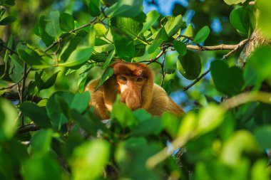 Nesli tükenmekte olan bir hortum maymunu (Nasalis larvatus), yoğun yeşil yaprakların arasından bakarken, gözleri Borneo 'nun yemyeşil yağmur ormanlarının kalbinde düşünceli bir ifadeyi tutarken büyüleyicidir..