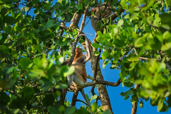 Sabahleyin Balikpapan şehrinin yakınlarındaki bir mangrov ormanında ağaçlarda oynuyorlar..