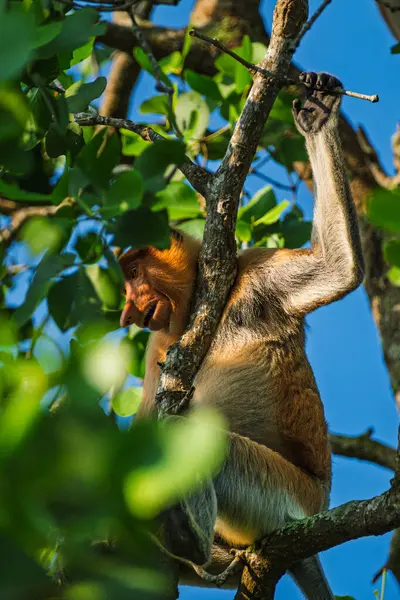 Canlı yeşil yapraklar ve mavi gökyüzü ile çevrili bir ağaç dalını kavrayan hortumlu maymunun detaylı bir yan görüntüsü..