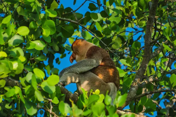 Nesli tükenmekte olan bir Proboscis Maymunu 'nun (Nasalis larvatus) Borneo' daki bir ağacın canlı yeşil yaprakları arasında dinlenmesi büyüleyici bir manzara..