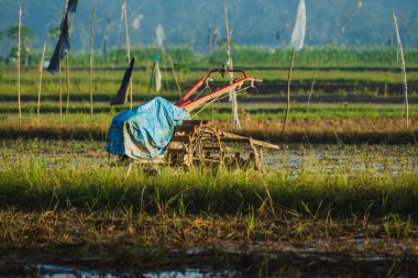 Canlı bir mavi muşamba, kısmen batık, çimenli bir pirinç tarlasında berrak, parlak bir gökyüzünün altında dinlenen bir el traktörünü kaplar..