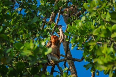 Sabahleyin Balikpapan şehrinin yakınlarındaki bir mangrov ormanında ağaçlarda oynuyorlar..