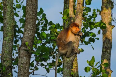 Geniş burunlu, doğal Borneo habitatında dinlenen eşsiz bir hortumlu maymunun yakın çekimi..