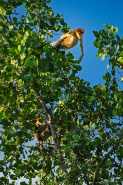 Bir hortum maymunu, Balikpapan şehri yakınlarındaki bir mangrov ormanında, berrak mavi gökyüzüne karşı enerjik bir şekilde ağaç tepesinde zıplar..