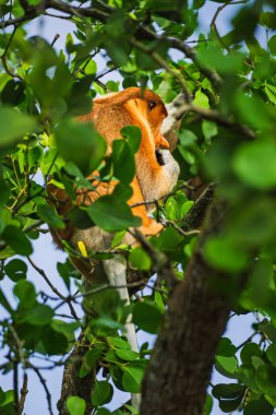 Kırmızımsı turuncu kürkü ve büyük burnu olan Proboscis Maymunu (Nasalis larvatus) canlı yeşil bir mangrov yaprağını yerken, kalın yapraklar ve ağaç dalları arasında rahat bir şekilde yuva kurar..