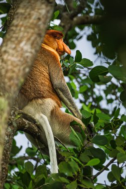 Doğal ortamının canlı yeşil yapraklarıyla çevrili bir ağaç dalında dinlenen yetişkin bir hortlak maymunu (Nasalis larvatus) net bir profil çekimi..