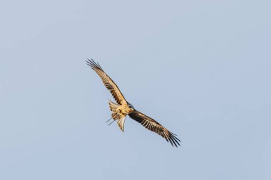 Tüyleri ve kanat açıklığıyla güneş ışığında süzülen siyah bir uçurtma..
