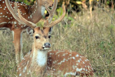deer and fallow antlers in the grass
