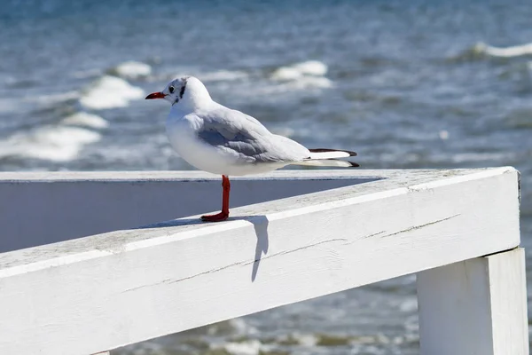 A snow-white small black-headed European gull stands sideways on the wooden white railing of the pier. She stares at the sea