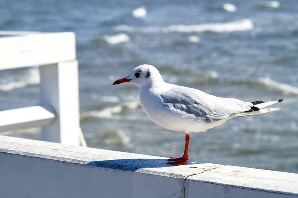 A snow-white small black-headed European gull stands sideways on the wooden white railing of the pier