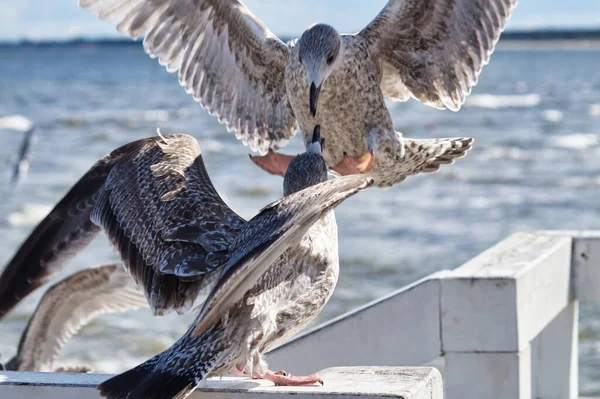 Two Great Black-backed Gulls attack each other fiercely on the white railing of the pier			