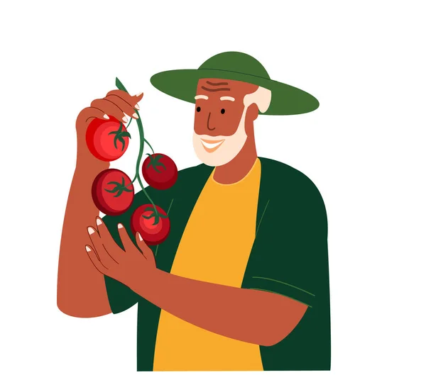 退休的农民手握新鲜西红柿的枝条 手握有机收获的快乐农场工人 用有机收获的果实微笑爷爷 — 图库矢量图片