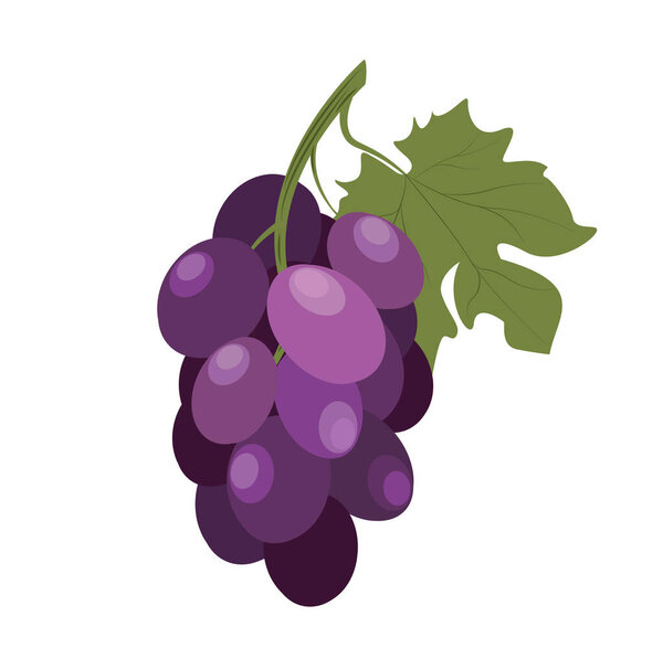 Grapes bunch. Cluster of purple berries on branch. Fresh ripe fruits on sprig. Healthy sweet vitamin eating. Flat vector illustration isolated on white background