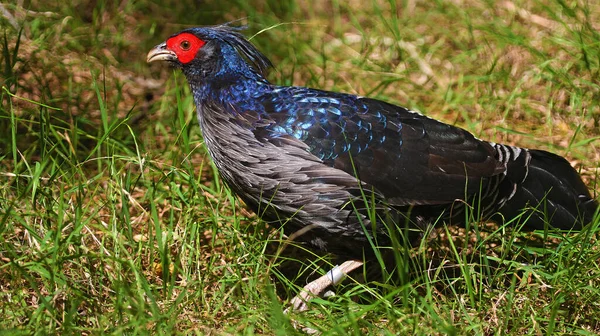 Kalij Pheasant Bird Hawaii — Stock Photo, Image