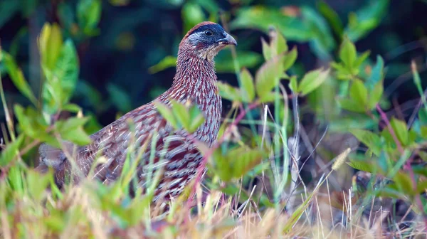 Erckell Francolin Bird Hawaii Islands — Stock Photo, Image